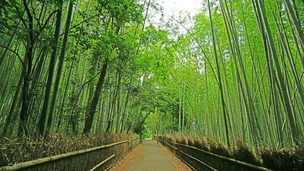 The green bamboo plant forest and footpath in Japan zen garden