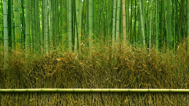 The green bamboo plant forest in Japan zen garden