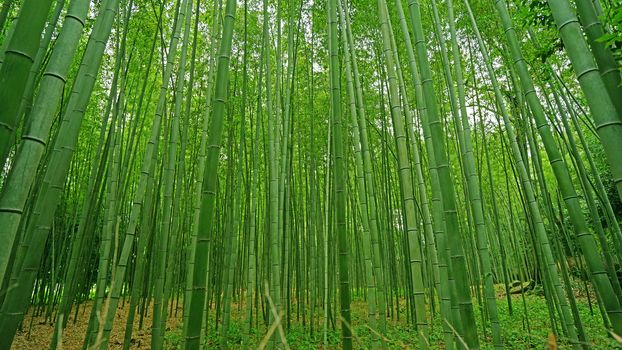 The green bamboo plant forest in Japan zen garden