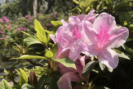 The closeup pink flowers with leaves in outdoor garden