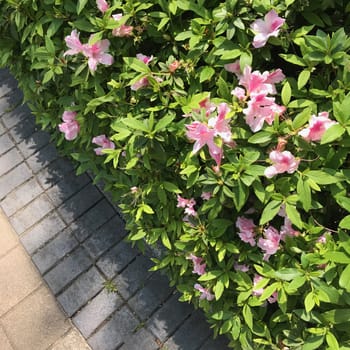 The pink flowers with leaves in outdoor garden from top view