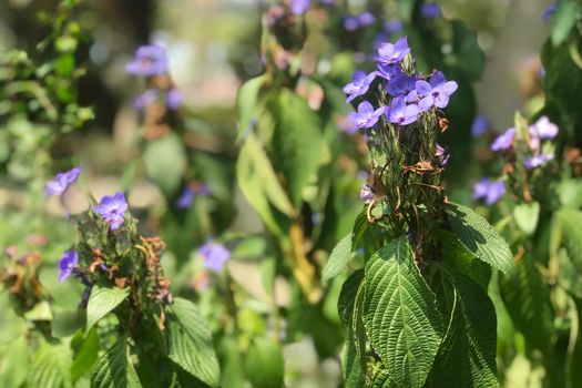 The closeup blue flowers with leaves in outdoor garden