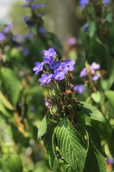 The closeup blue flowers with leaves in outdoor garden