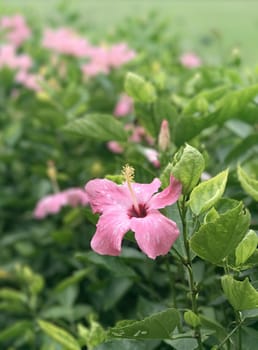 The vertical  pink blossom flowers in the garden