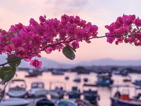 closeup pink blossom in front of the bay and boat