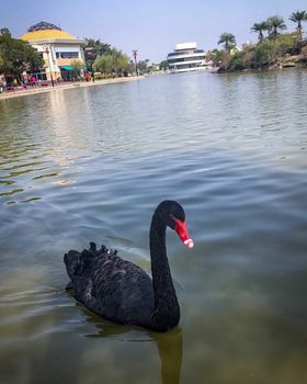 Swimming black swan is on the lake at daytime