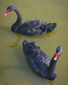 Two swimming black swans are on the lake at daytime