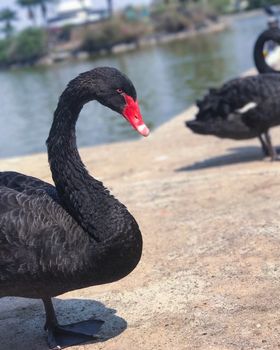 Standing black swan is near the lake at daytime