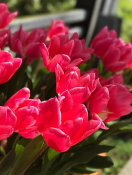 Red flower in the outdoor park from the side view