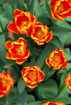 Red and yellow flower in outdoor park from the top view