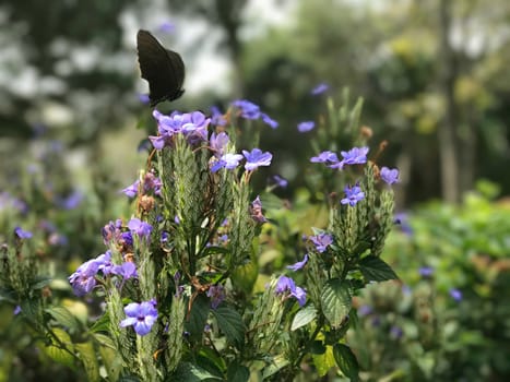Purple blossom flowers and black butterfly in the outdoor garden