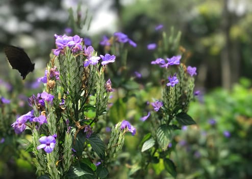 Purple blossom flowers and black butterfly in the park