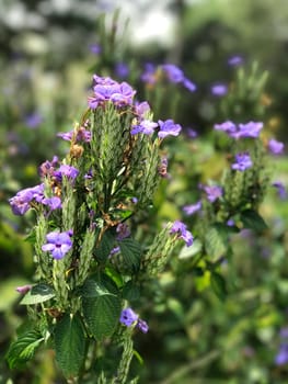 Purple blossom flowers in the outdoor garden