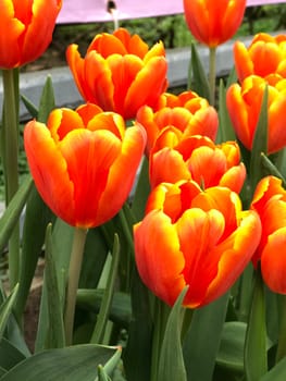 Yellow and red flower in the outdoor park from the side view