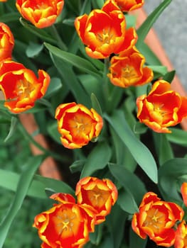 Red and yellow flower in outdoor park from the top view