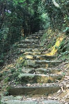 Tree and staircase lane in the mountain