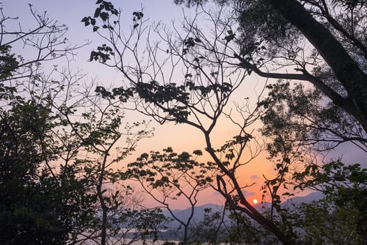 The silhouette of tree, gradient sky, sun and the ocean