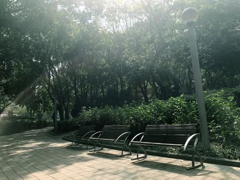 Garden bench, green plant, sunlight, lamp and the footpath