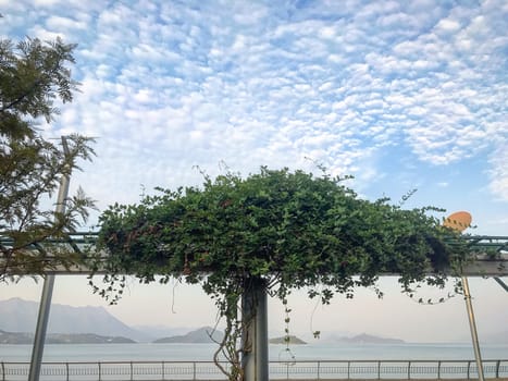 Outdoor plant decoration in the park near the ocean