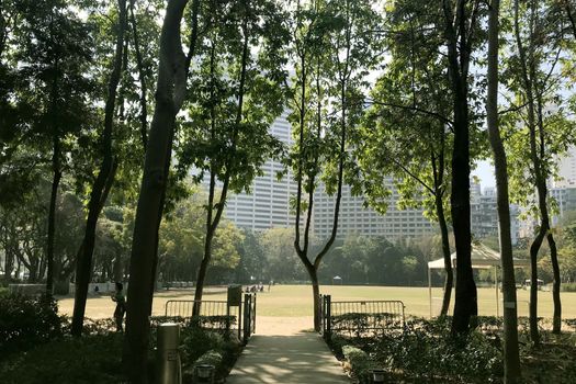 The horizontal garden tree and green field lane in city public park