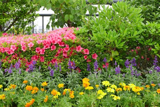 Colorful flower and green plant in the backyard garden