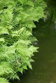 Vertical green plants near water pond in Japan public park