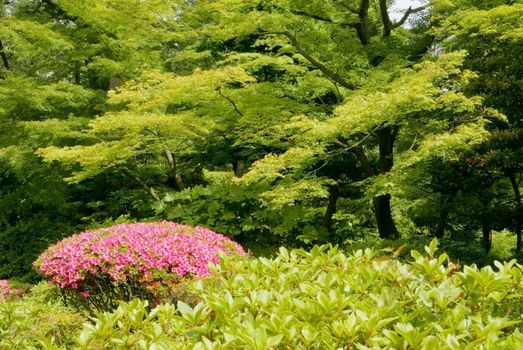 Pink flower, green plant and tree in the Japan public park