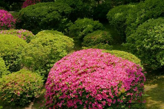 Pink flower, green plant and tree in the Japan public park