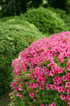 Vertical pink flower, green plant and tree in the Japan public park