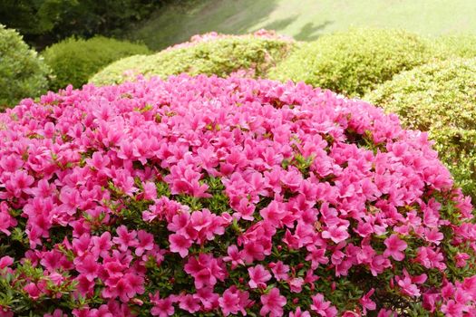 Pink flower, green plant and tree in the Japan public park