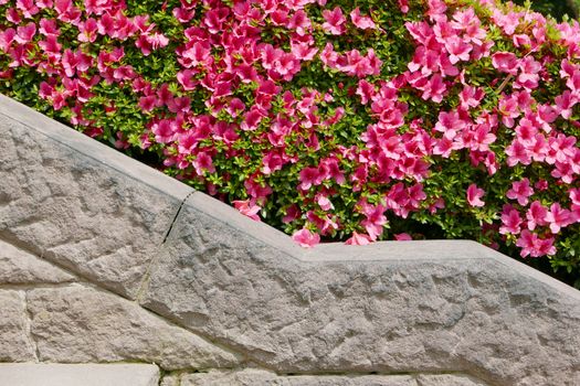 Pink flower and green plant in the Japan public park