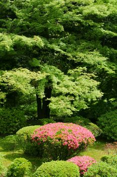 Vertical pink flower, green plant and tree in the Japan public park