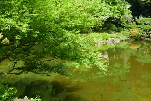 gardening tree, plant with reflection near the water pond