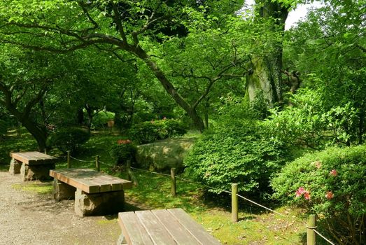 plant, flower and tree in the Japan traditional park