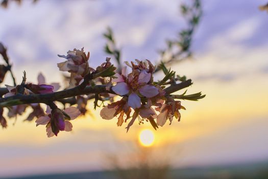 Almond flower - Latin name - Prunus dulcis -syn. Prunus amygdalus. Almond tree flowers and spring blossoms during sunset. Golden hour.