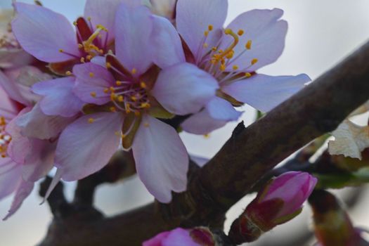 Almond blossoms against blue sky, shallow DOF. Latin name - Prunus dulcis - syn. Prunus amygdalus. Almond tree flowers and spring blossoms