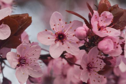 Close-up image of the blossom on a Prunus serrulata, flowering cherry tree. Spring time