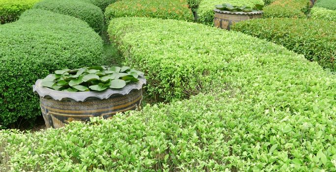 Closeup outdoor green gardening plants in the park 