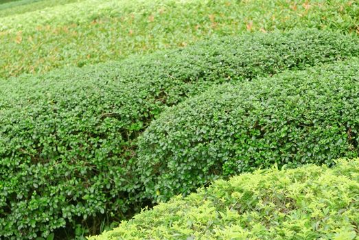 Closeup outdoor green gardening plants in the park 