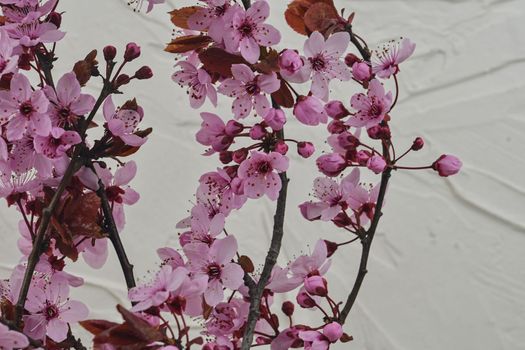 Prunus serrulata or Japanese cherry, also called hill cherry, oriental cherry or East Asian cherry. First flowers in march. Selecitve focus, sunlight. White textured background