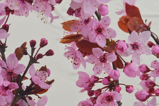 Cherry blossom in springtime, beautiful pink flowers. Prunus serrulata or Japanese cherry also called hill cherry, oriental cherry or East Asian cherry. First flowers in march. Selecitve focus, sunlight. White textured background