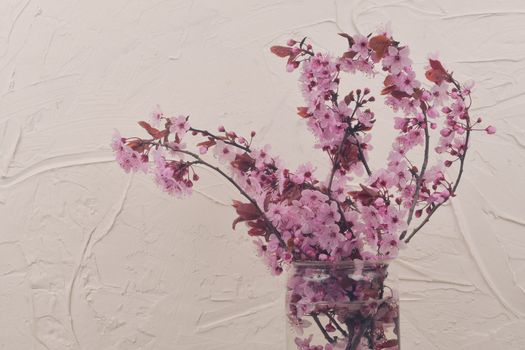 Cherry blossom in vase, beautiful pink flowers. Prunus serrulata or Japanese cherry also called hill cherry, oriental cherry or East Asian cherry. First flowers in march. White textured background. Minimalism or reductivism concept