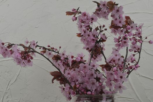 Pink cherry blossom twigs in vase on white textured background with copy space