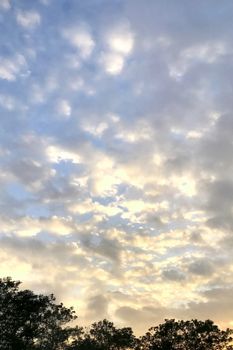 Vertical orange, blue gradient sky, white cloudscape and the tree