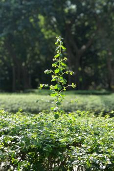 Green small plant and tree background in the public garden