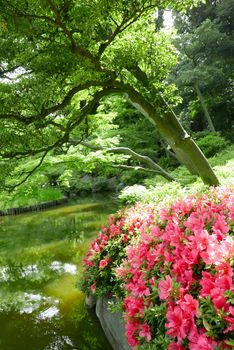 Outdoor pink flower plant and trees near the garden water pond