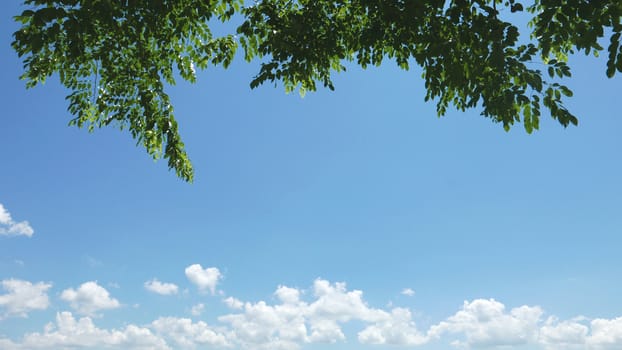 Empty blue sky, white cloud and the green tree