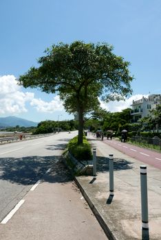 Vertical car road and bicycle lane with the green tree