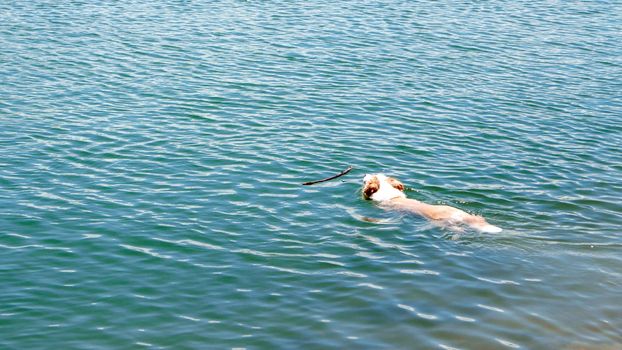 Swimming dog is going to grip the wooden branch in the sea