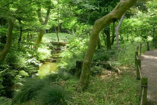 Trees, river and bridge in the Japanese garden